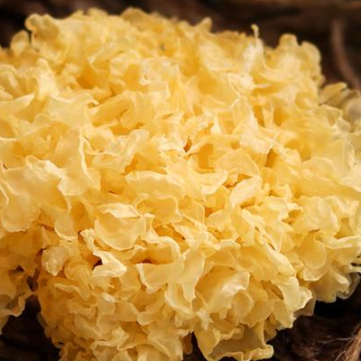 White Fungus