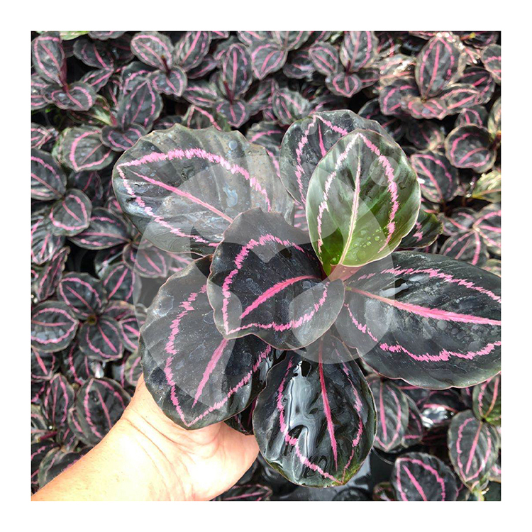 Профессиональный производитель натуральных растений оптом calathea live plant bonsai