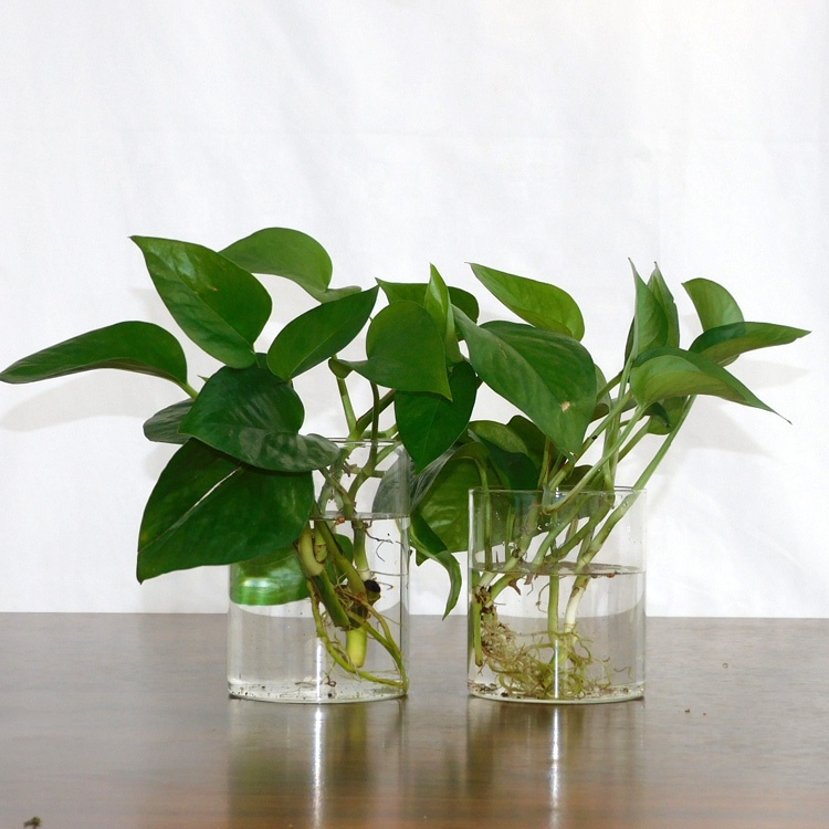 Desk Vase Hydroponics Plant Glass Terrarium Vase Container Planter Pot