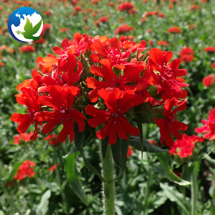 Цветочные семена Lychnis cognata декоративные цветочные семена растения Lychnis Fulgens комплект рассады лампы семена цветов