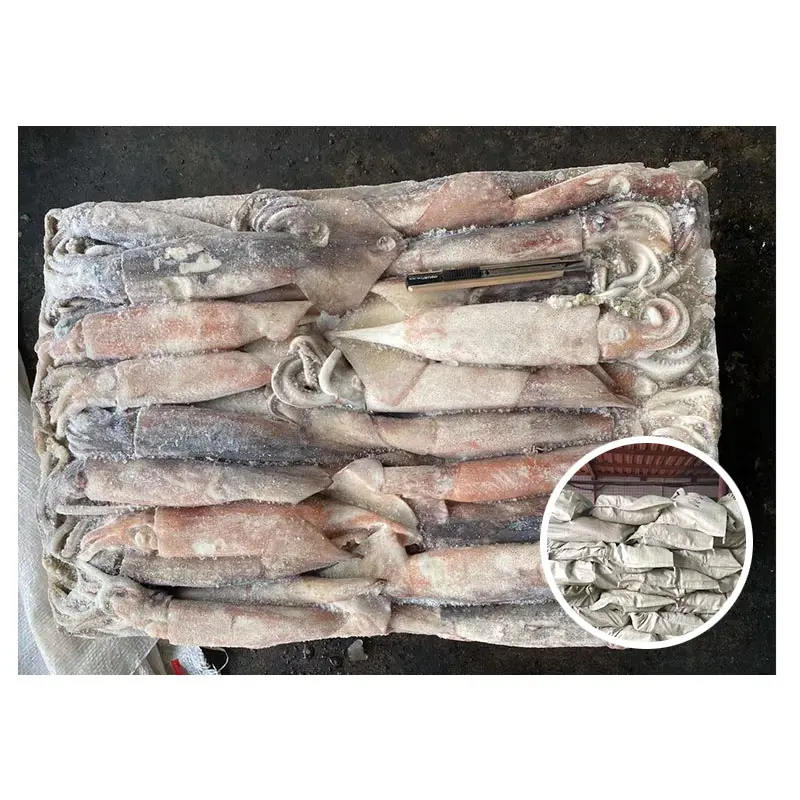 Frozen Exporters Wholesale Price All Size whole round Pacific Squid