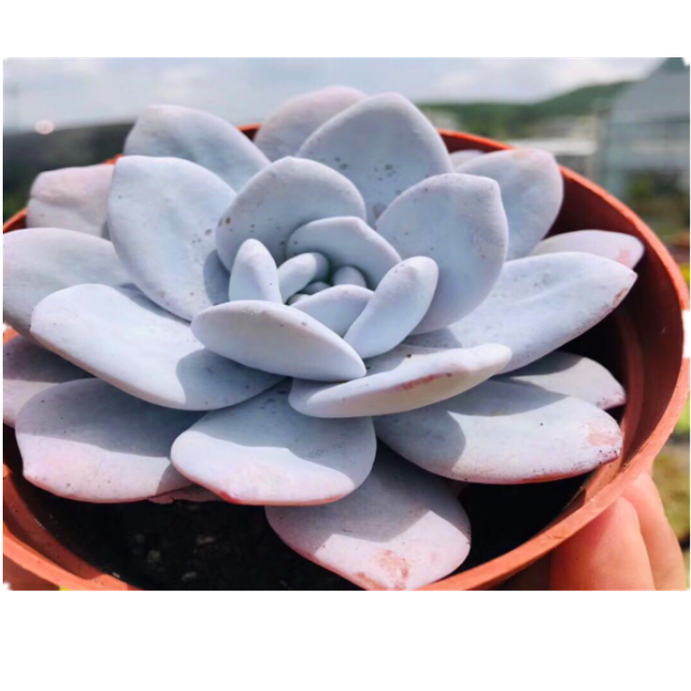 Суккулентные растения Crassula для украшения интерьера дома