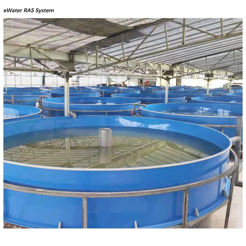 Indoor ras shrimp farming aquaculture ras system equipment for sale