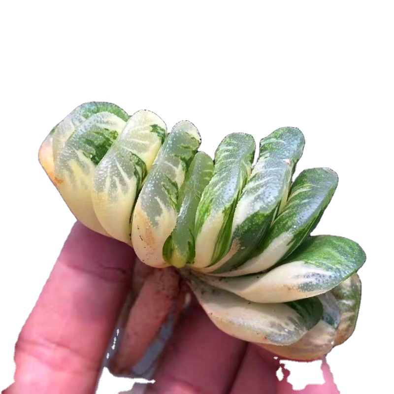 Натуральные Редкие горячие продажи, мини-суккуленты Haworthia Truacata с различными вариациями