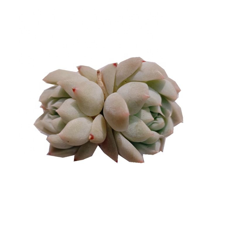 009 Echeveria Cuties Елена живые суккуленты горшечные садовые Цветочные Мини натуральные комнатные живые растения