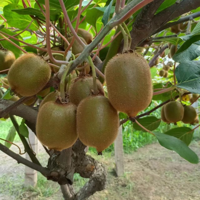 Factory Direct Sale Premium Fresh Nutritious Green Kiwifruit