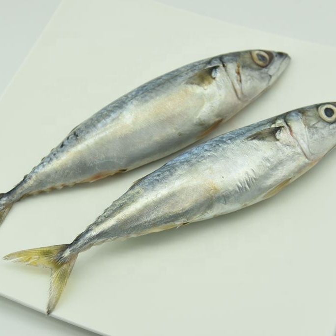 Замороженная скумбрия рт. Ст. Приманка Taiyo 300 500 морепродукты рыба все поставщики в Индии Производители Китай