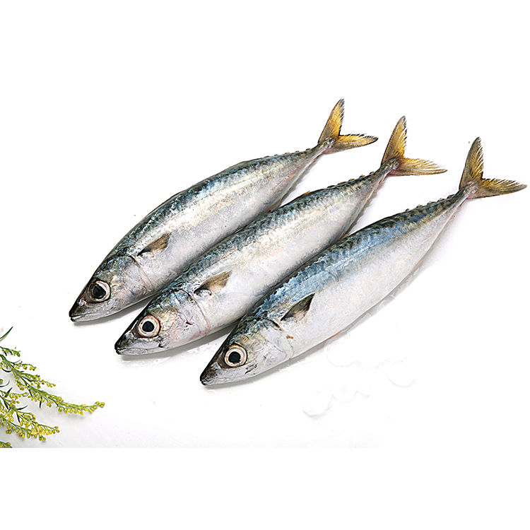 Hot Sale 100% Frozen Pacific Mackerel