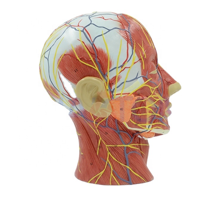 Medical anatomy human half head model with muscles and nerves