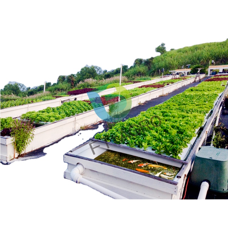 Сосуществующая aquaponics система рыбы и овощей