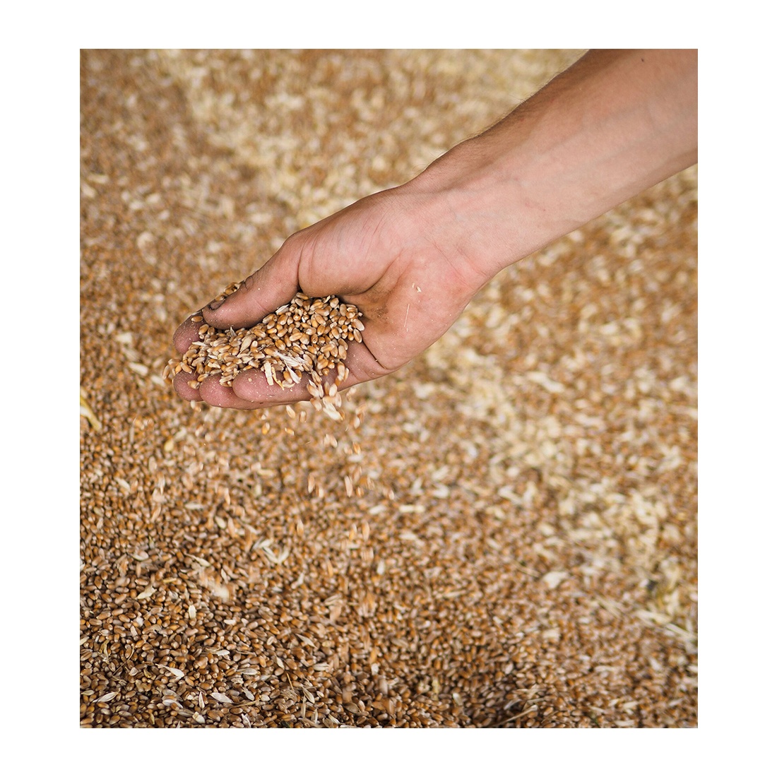 Triple-cleaned Non-GMO Wheat grains seeds healthy food whosale natural bulk organic non-GMO cereal grains