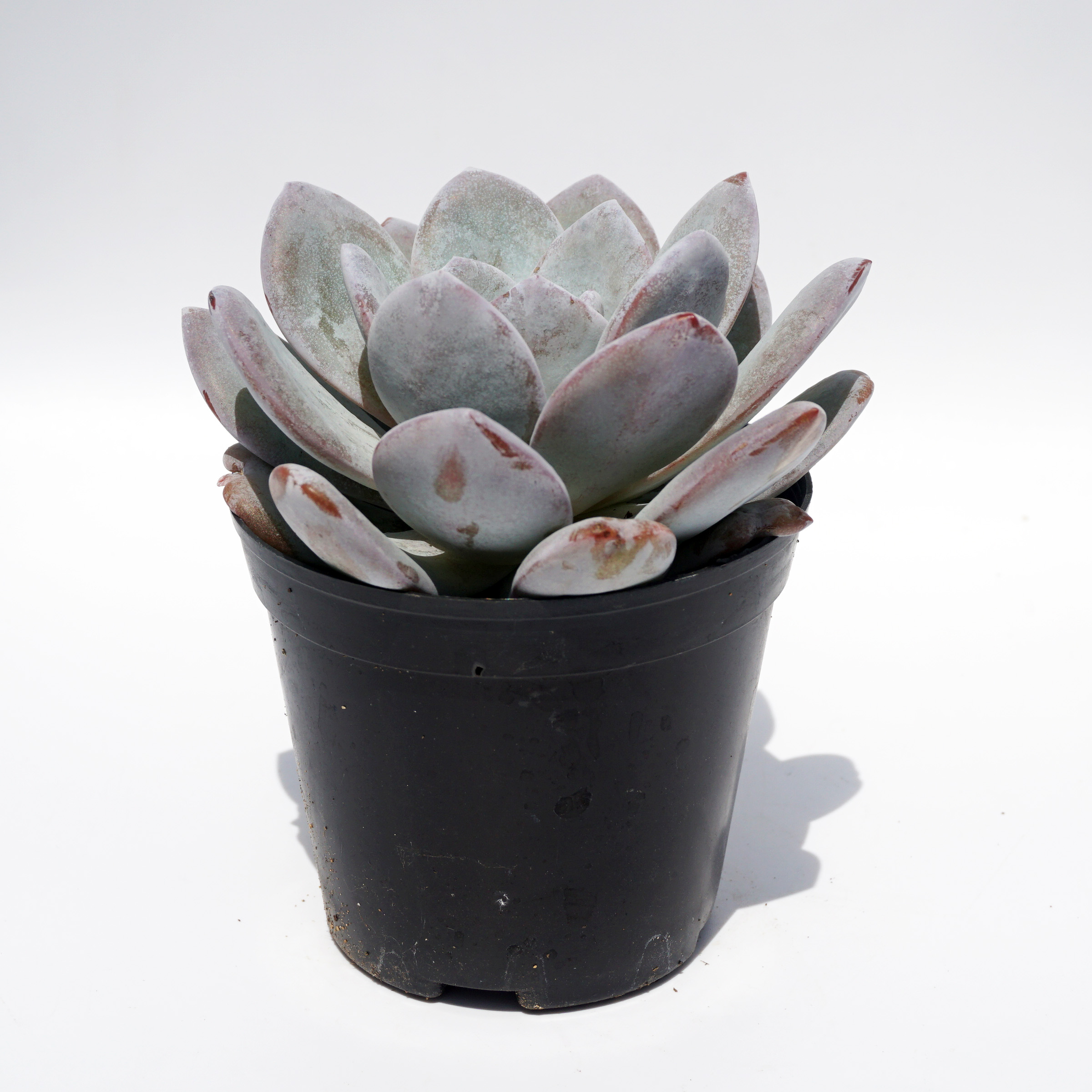 live succulents plant natural wholesale houseplant ornamental variegated succulent plant