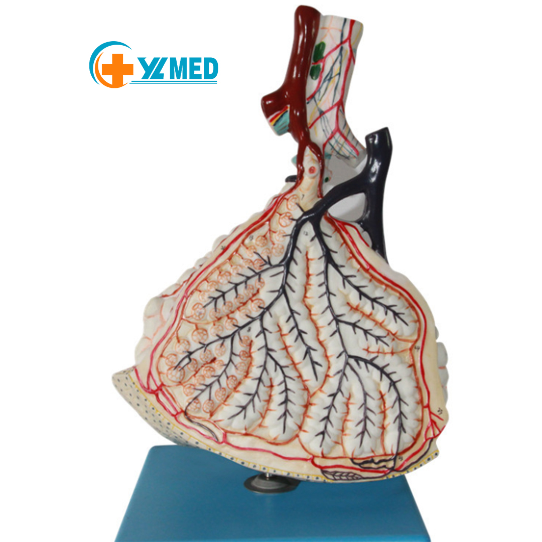 Enlarged anatomical model of human lung lobules with alveoli and bronchi Teaching resources