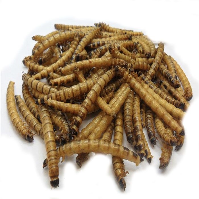 Сухая жерночка, большой червь kurutulmus mealworm, сухая желтая червь