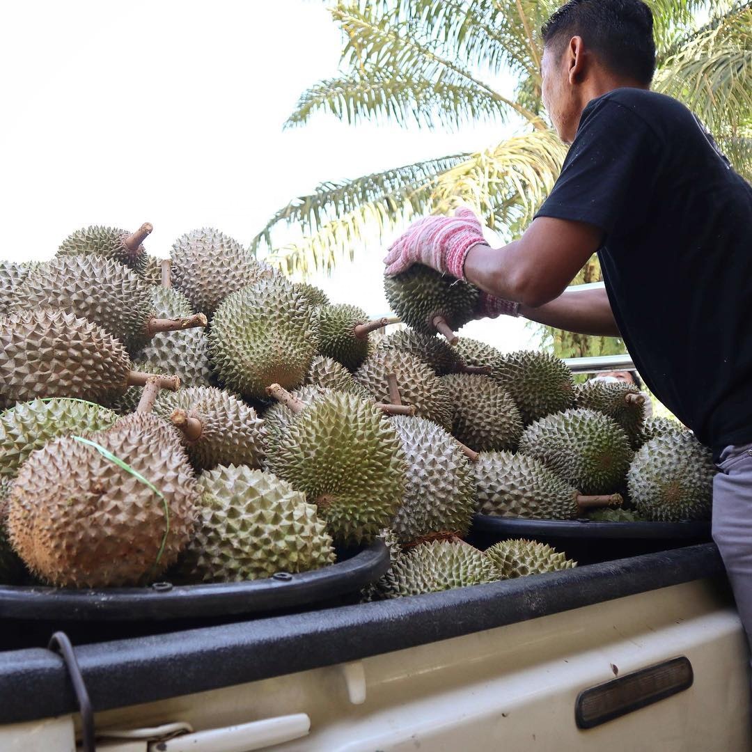Высокое качество свежие Durians фрукты