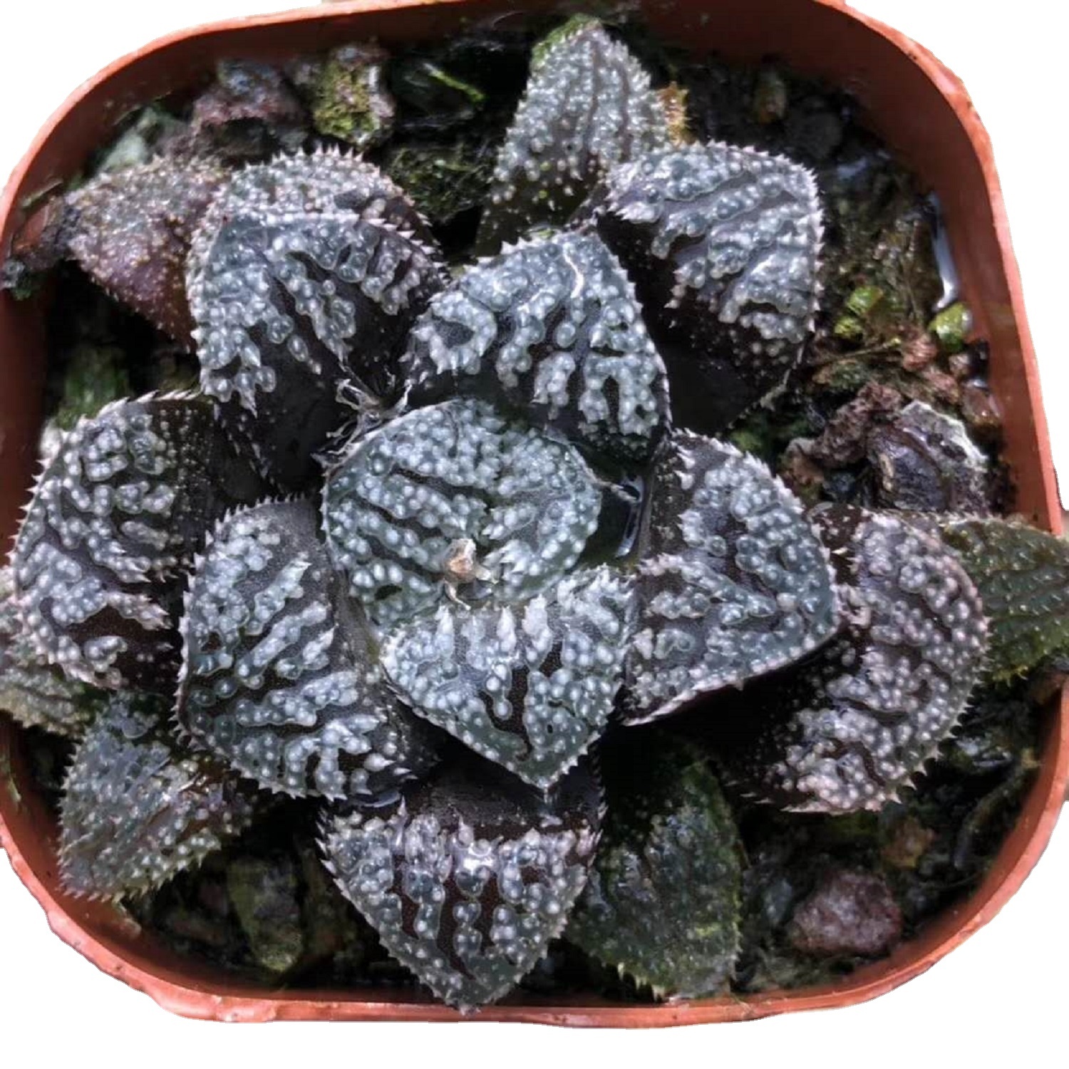 «Алмазный пыль» Haworthia, редкий суккулент, живое растение, 3 дюйма, горшок