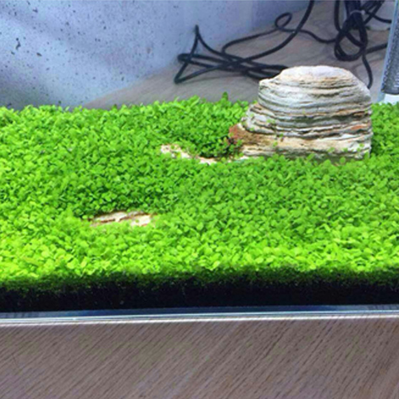 Семена водяной травы, аквариум для садоводства, семена водяной травы, семена водяной травы, быстро всрастают