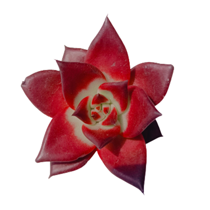 043 Echeveria Robin суккуленты живые растения корейские суккуленты садовые Цветочные древесные растения