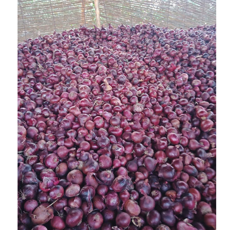 Wholesale Cheap Onion Price Fresh Vegetable Fresh Onion In Bulk
