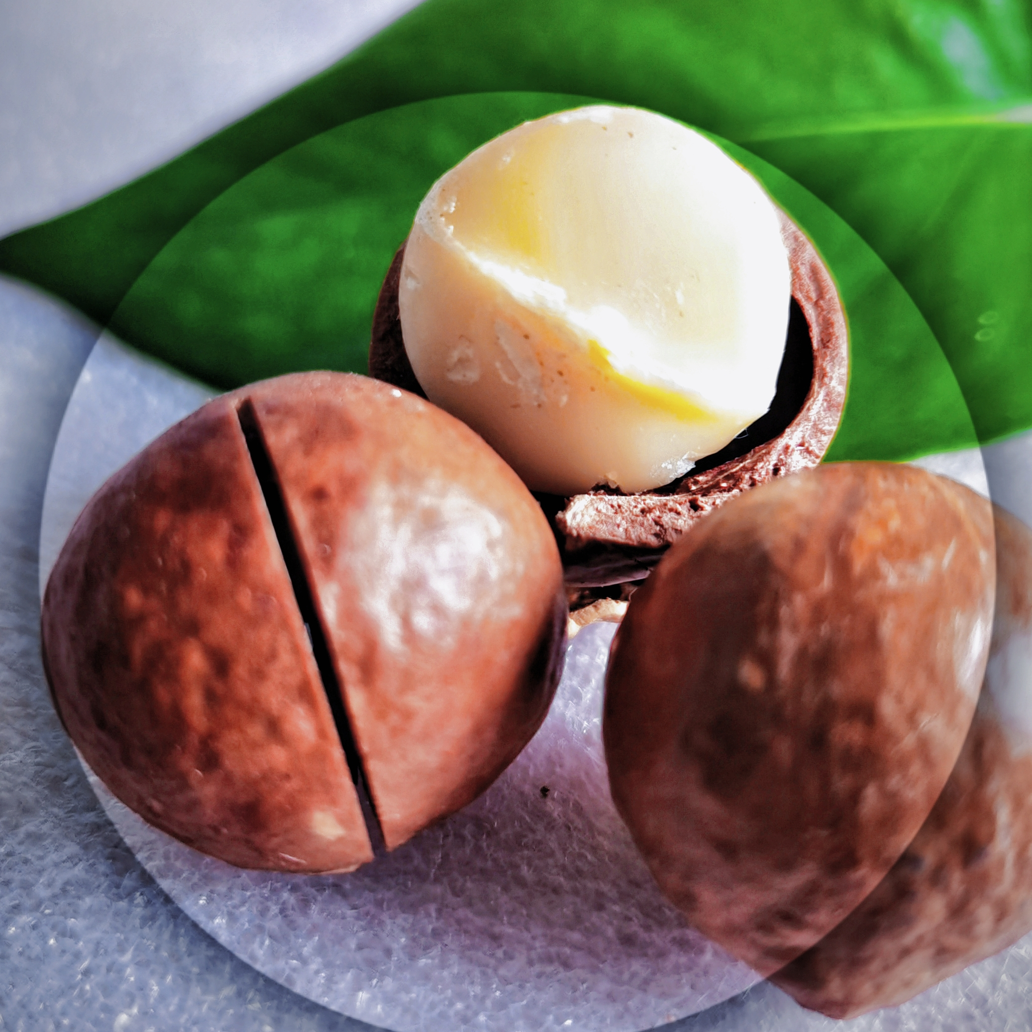 The best-selling New Crop Roasted high-quality Macadamia nuts in shell for Wholesale