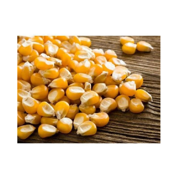 Wholesale Good Quality At Factory Price Corn Shelled Corn Drier Corn Harvester