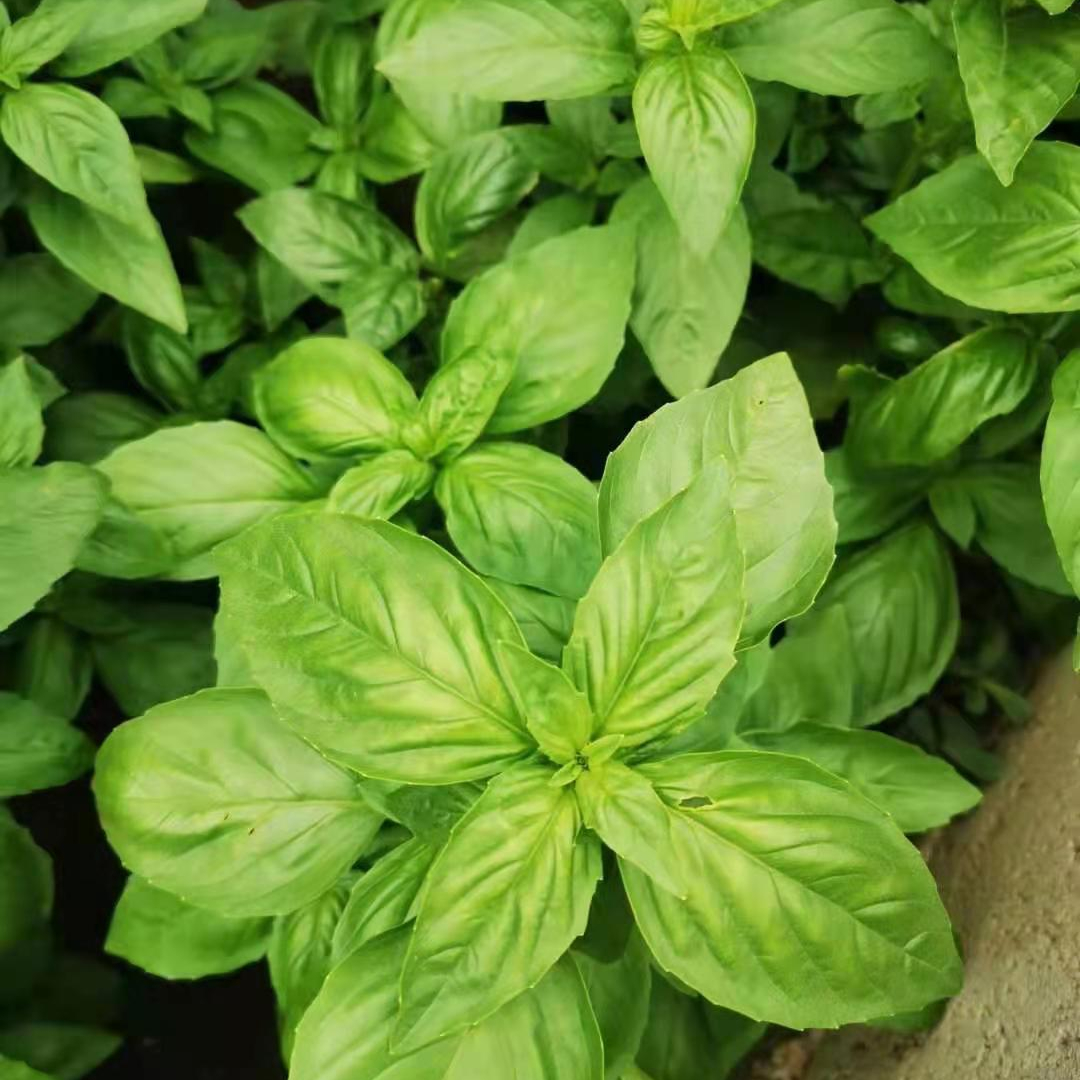IQF Basil Cuts Factory and Farm Supplying
