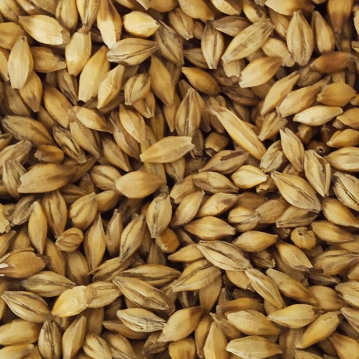 Fresh Argenitine Feed Barley