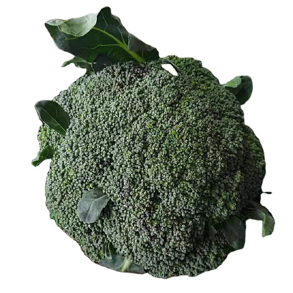 Hot selling green fresh broccoli from Shandong,high quality fresh broccoli with lower price