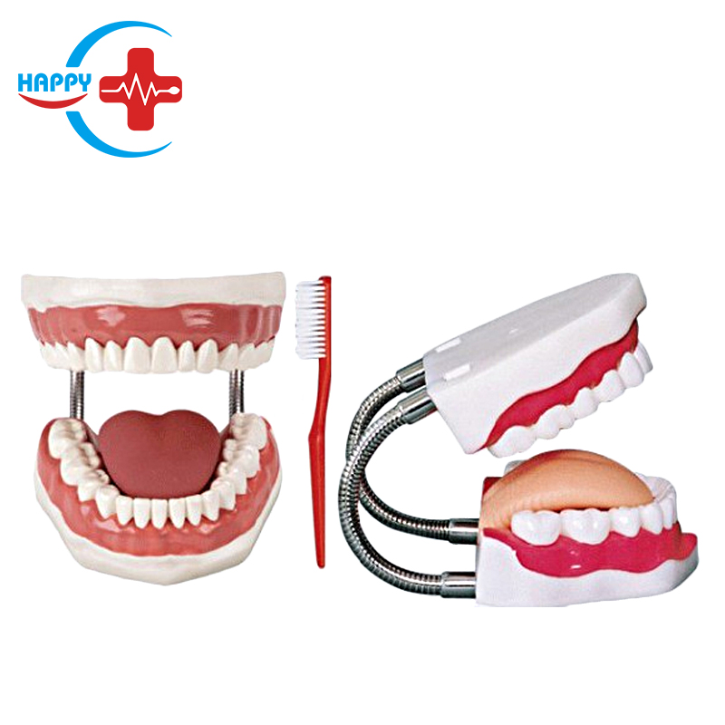 HC-S170 Premium dental care demonstration model (5 time magnification)