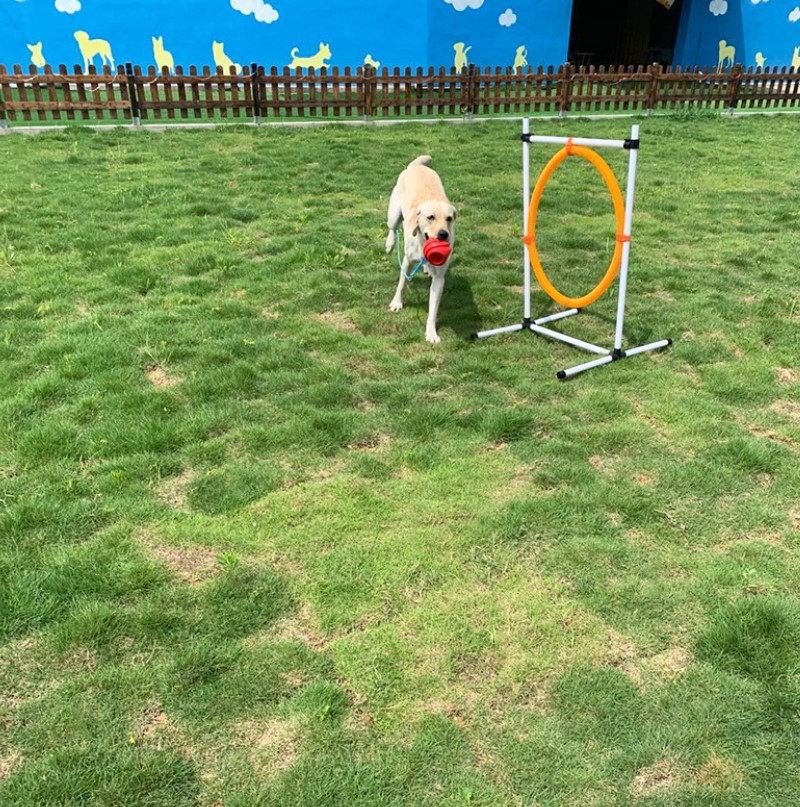 Detachable Pet Dog Agility Training Equipment Outdoor Dog Play Equipment Jump Hoop Jump Bar