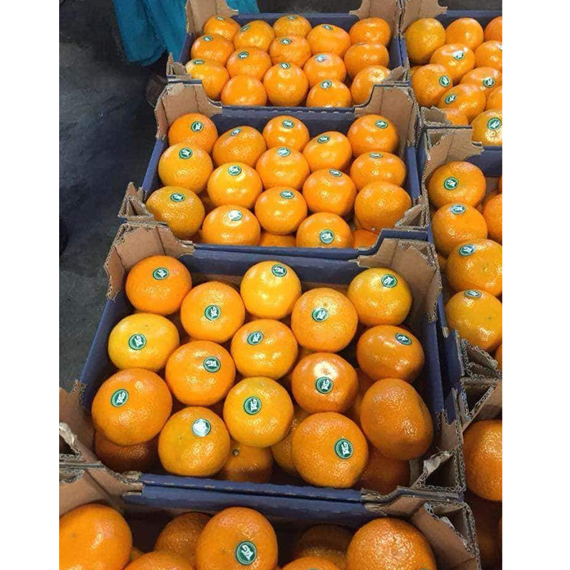 Sweet Wholesale Price Fresh Fruit Valencia Orange Tangerine Orange Citrus Fruits