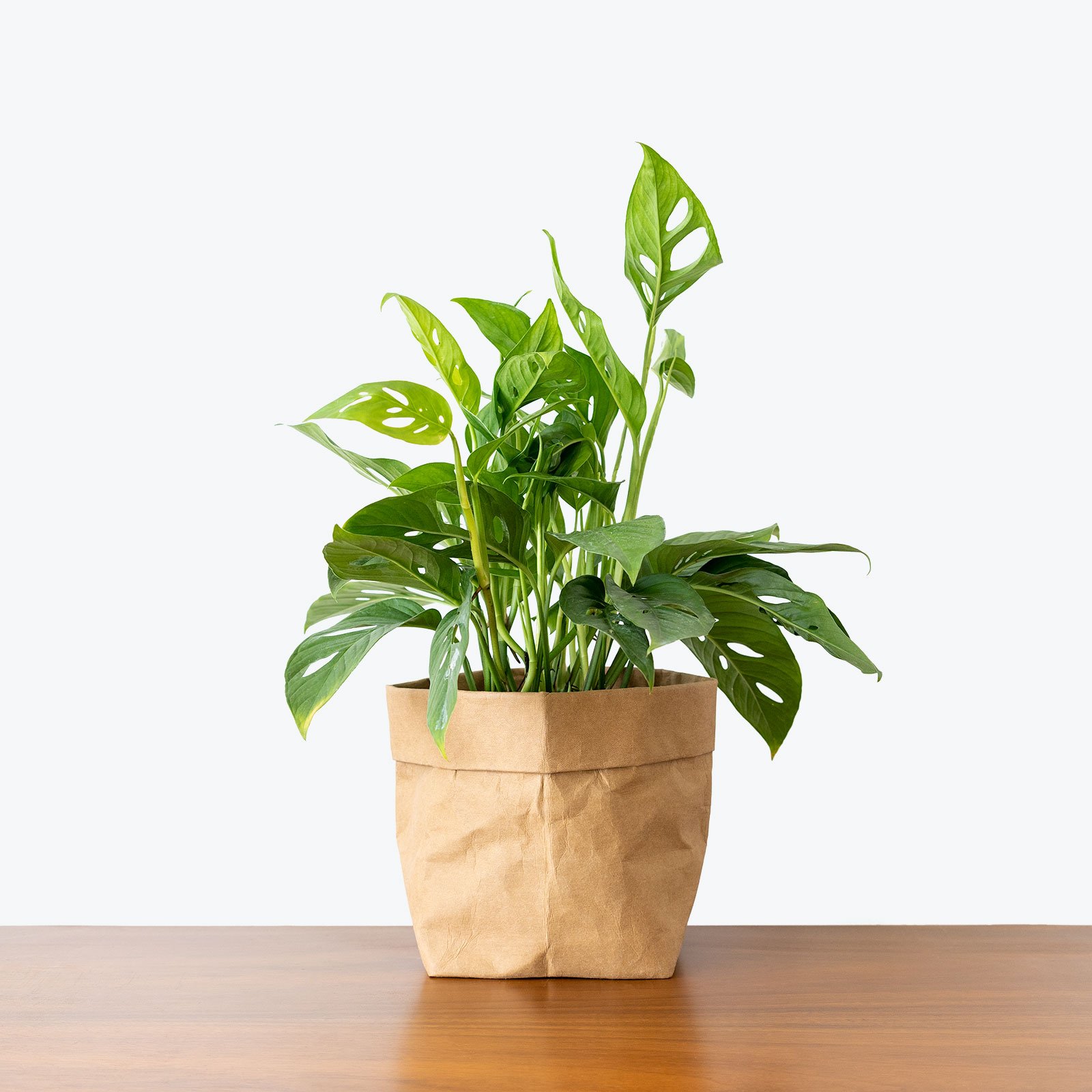Растительная ферма Monstera Adansonii известная как швейцарская лоза для сыра бонсай живое дерево растение для декорации в помещении