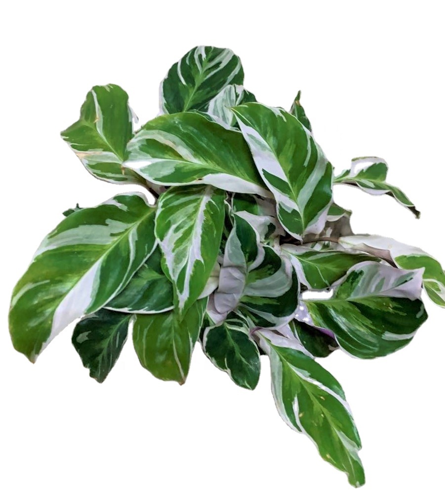 Оптовая продажа продвижение Calathea Fusion белая листва живые растения бонсай