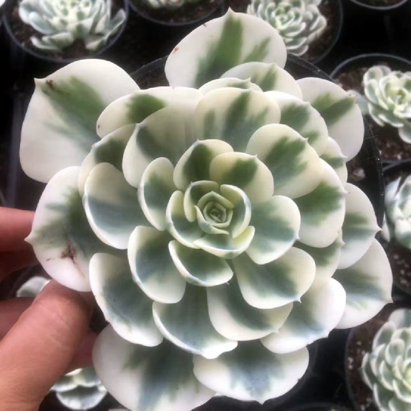 Живые суккуленты 4,72 дюймов, Echeveria Lenore, декоративное растение Дина, садовое украшение для детской, настоящие натуральные комнатные растения