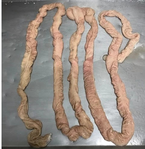 Замороженная свиная свежая маленькая кишка