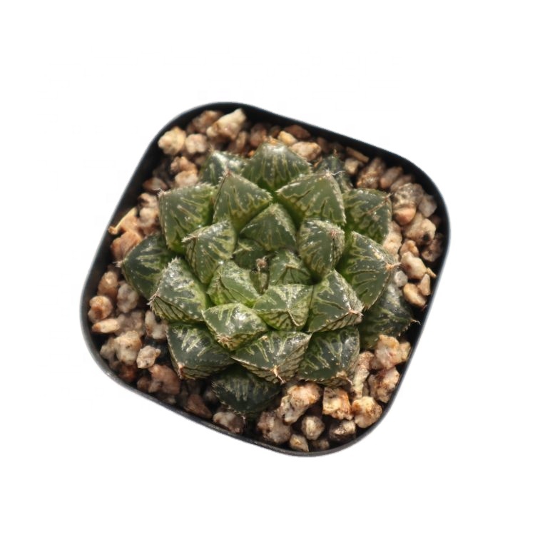 Оптовая продажа, комнатные китайские зеленые суккуленты haworthia