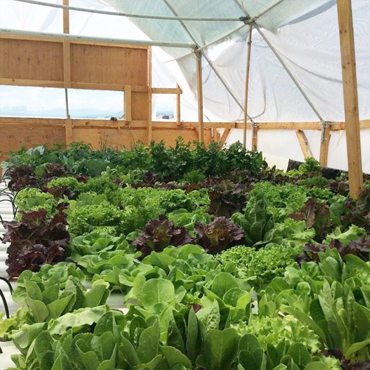Канал чайки MUSAM hydroponic100 * 50 nft для продажи