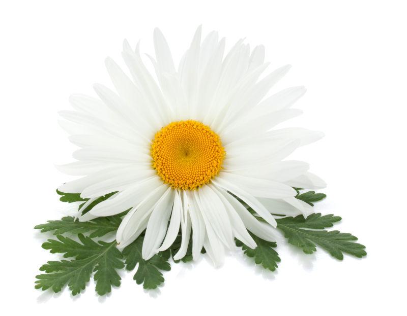 Flower Seed Wholesale Persian Chrysanthemum Chamomile Carnation Lavender Thyme Marigold