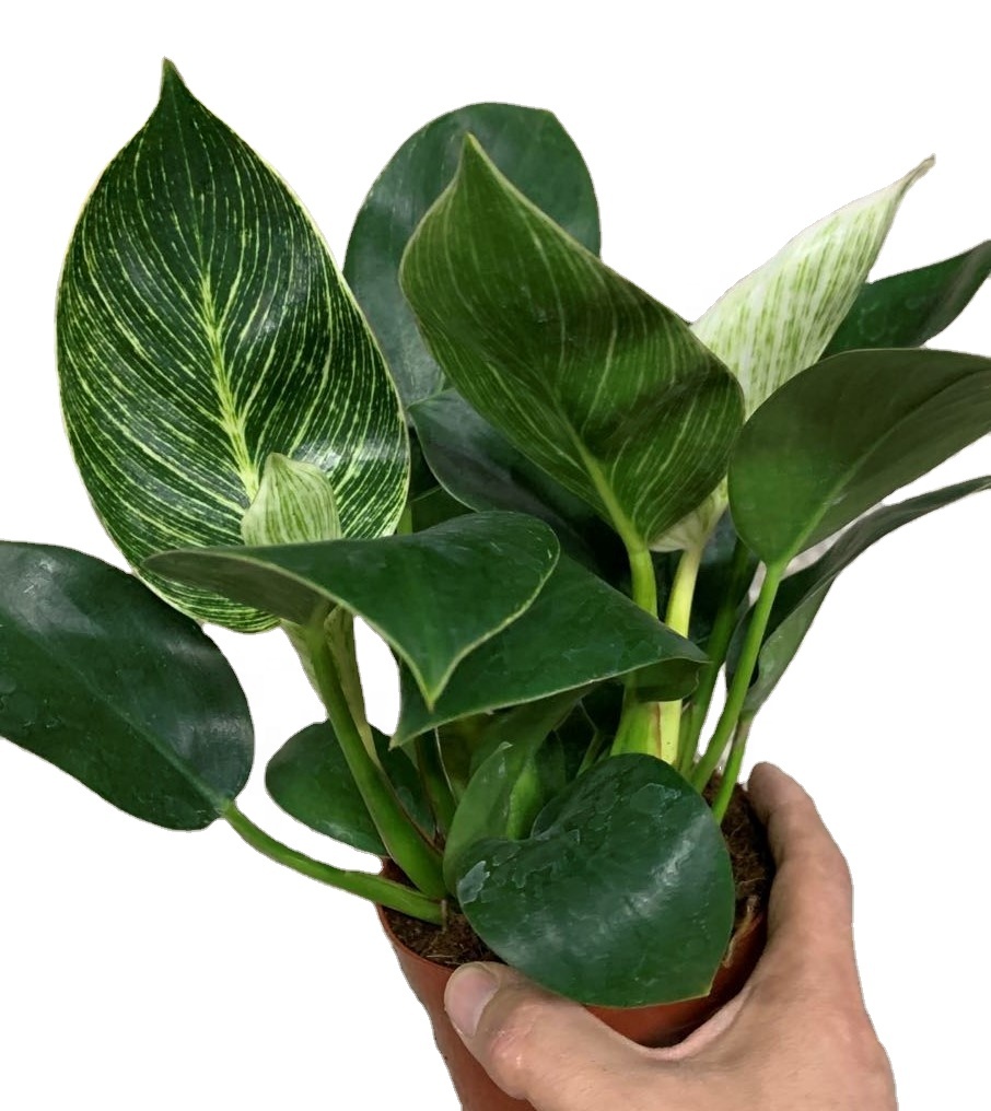 Оптовая продажа, декоративные живые растения philodendron натурального плана Philodendron «platinum'