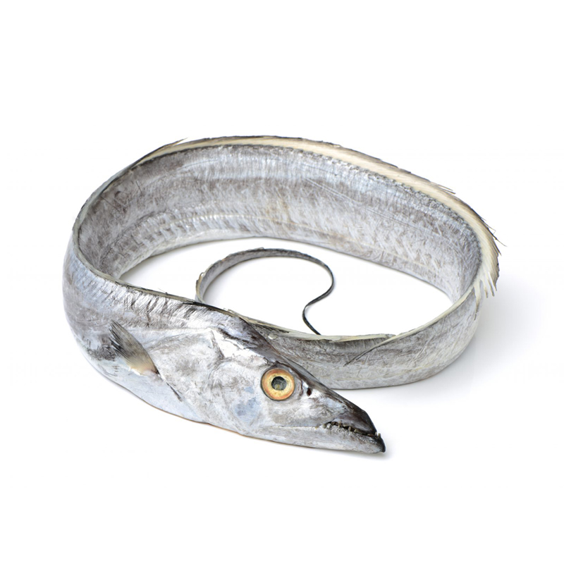 Оптовая продажа морепродуктов замороженных Ribbonfish