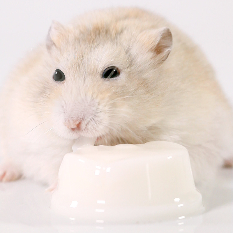 High Quality Goat'S Pudding Golden Bear Snacks Wet Food Totoro Canned Pet Jelly Hamster Pudding