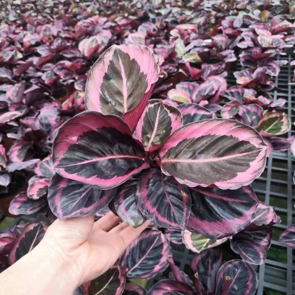 Орнаментные растения calathea jessie оптом