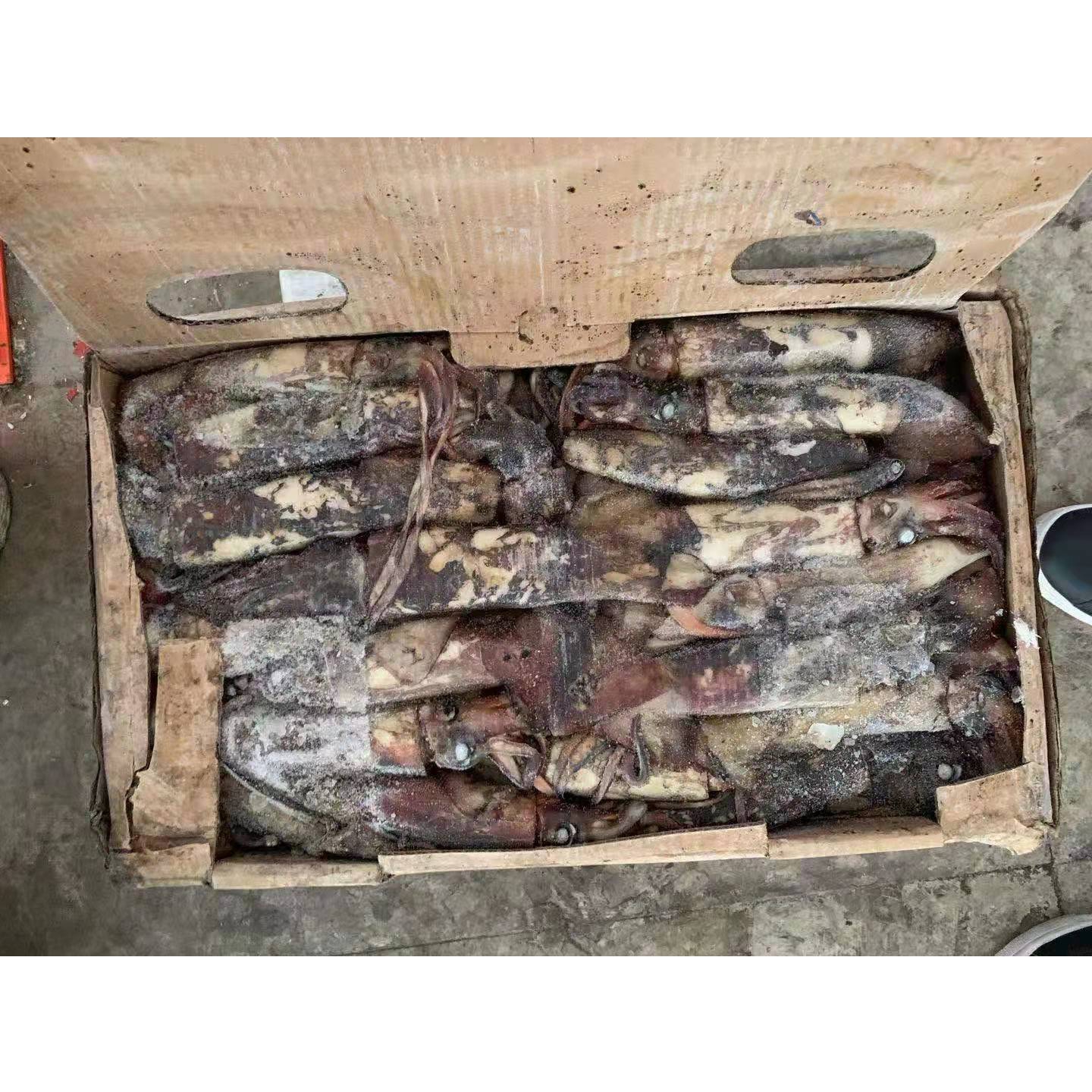 Замороженное морское питание, хорошее качество, замороженный Индийский океан, кальмар, замороженный кальмар, приманка