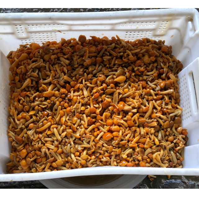brined nameko in drum