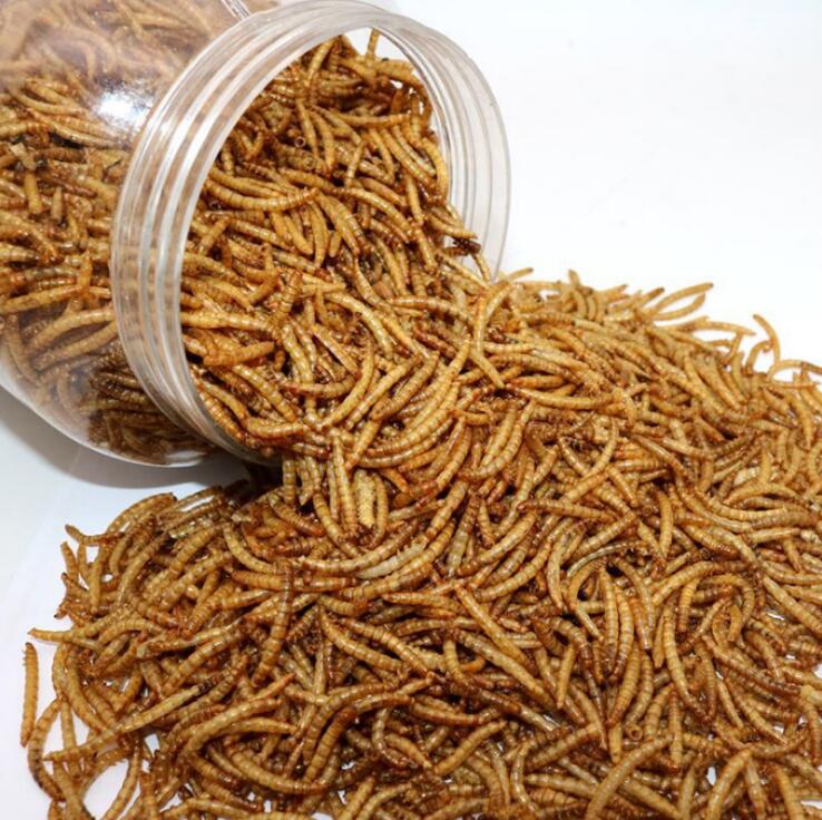 Dried Mealworms Aquaculture Material Dried Insect Protein Mealworm Wholesale Factory