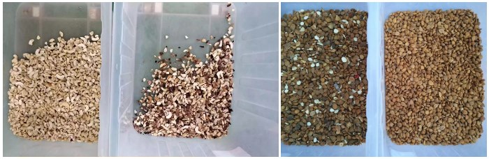Mini multi-purpose rice grain coffee beans color sorter machine cashew pistachio optical sorting and grading machines