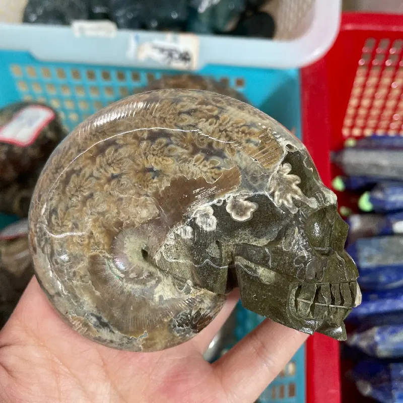 Wholesale Special Hand Carved Ammonite Fossil Stone Crystal Skulls For Sale