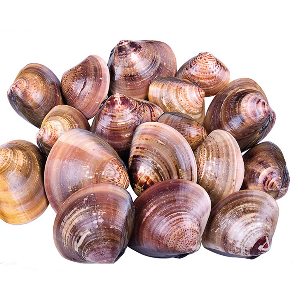 New Arrival Delicious Fresh Frozen Clam vacuum packaging precooked baby clam