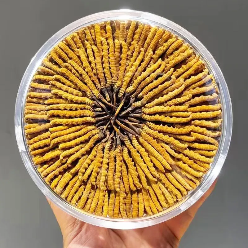 Натуральные кордицепсы из Naqu Тибетский Кордицепс милитари, настоящие органические продукты для ухода за кожей