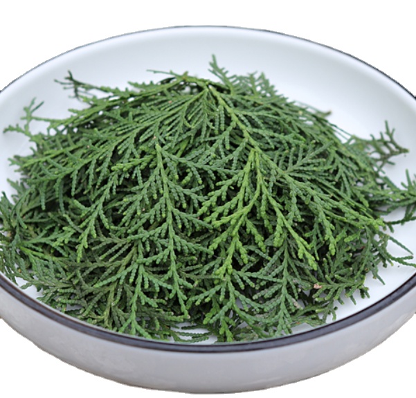 Tradition chinese tea raw dried new Platycladi Cacumen leaves